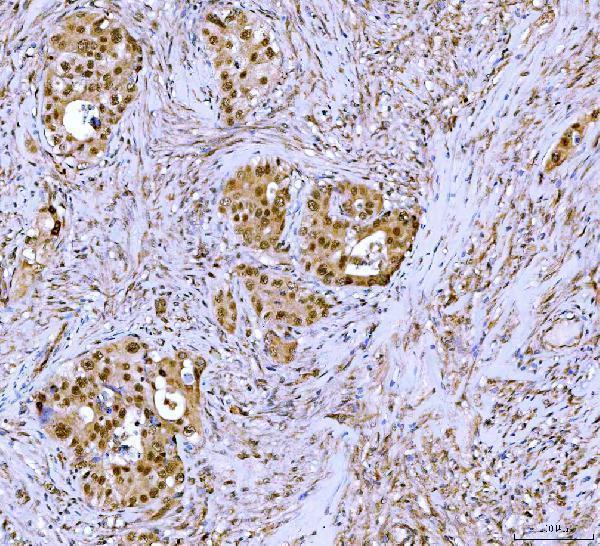  IHC analysis of Symplekin/SYMPK using anti-Symplekin/SYMPK antibody (A05709-1)