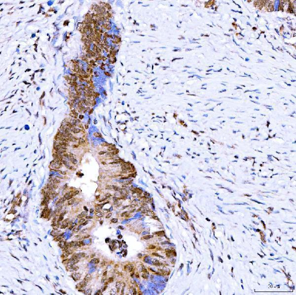 a05709 1 sympk primary antibodies ihc testing 4