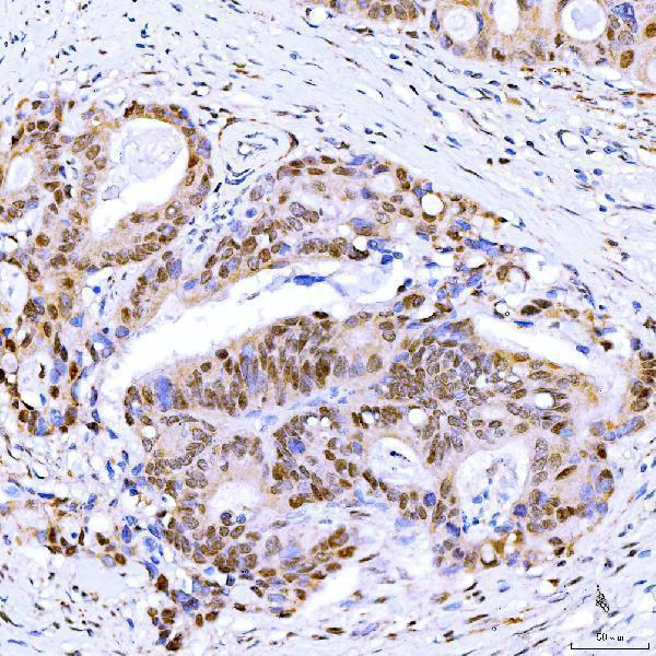 a05709 1 sympk primary antibodies ihc testing 5