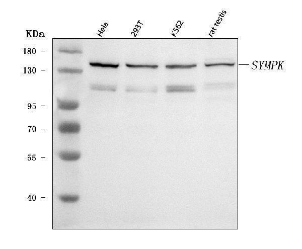  Western blot analysis of Symplekin/SYMPK using anti-Symplekin/SYMPK antibody (A05709-1)