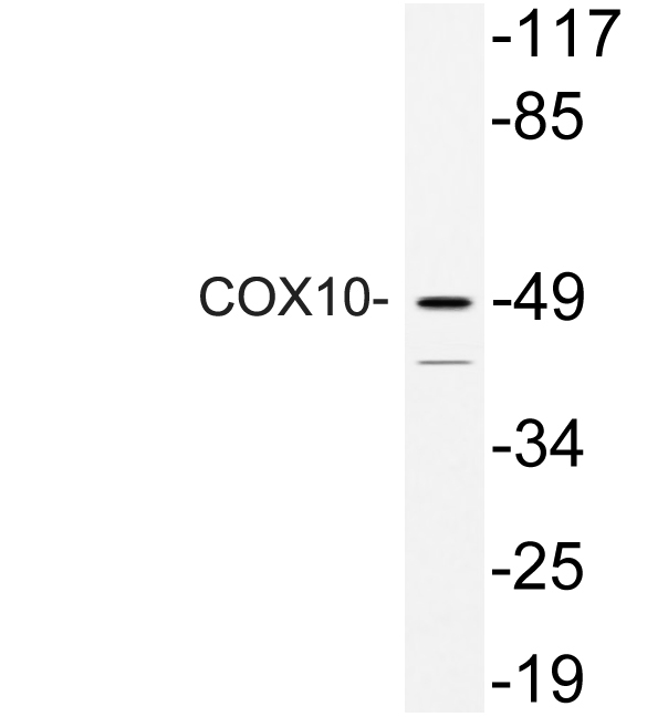 a05710 cox10 primary antibodies wb testing 1