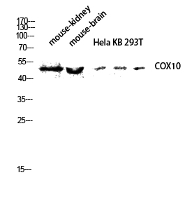 a05710 cox10 primary antibodies wb testing 2