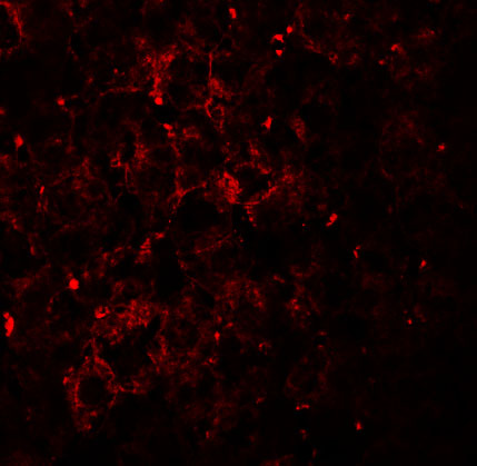 Immunofluorescence of VPS39 in mouse liver tissue with VPS39 antibody at 20 μg/mL