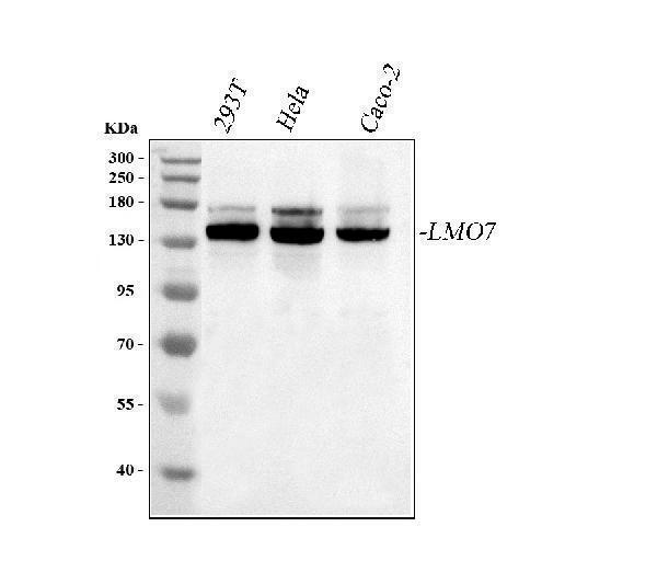  Western blot analysis of LMO7 using anti-LMO7 antibody (A05712-2)