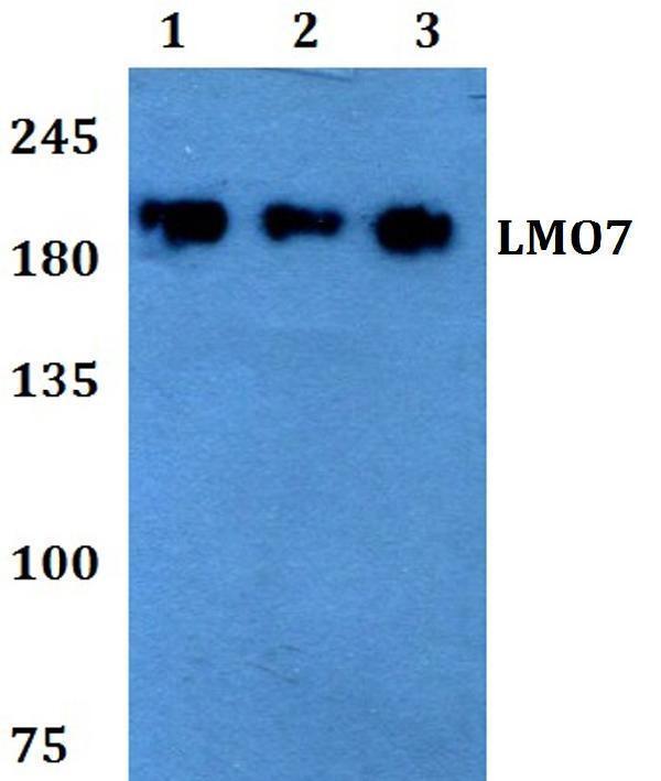 Western blot (WB) analysis of LMO7 polyclonal antibody at 1:500 dilution
Lane1:HEK293T whole cell lysate
Lane2:Raw264