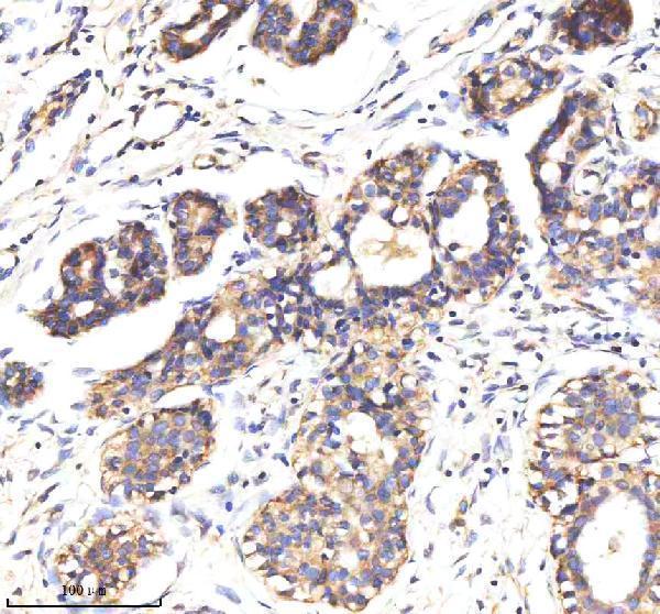  IHC analysis of MARVELD2 using anti-MARVELD2 antibody (A05714-1)