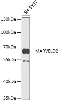 Western blot analysis of extracts of SH-SY5Y cells, using MARVELD2 antibody  at 1:1000 dilution
