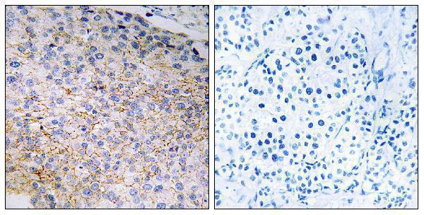 a05715 nox3 primary antibodies ihc testing 1