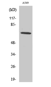 a05715 nox3 primary antibodies wb testing 2