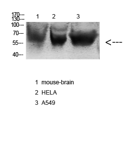 a05715 nox3 primary antibodies wb testing 3