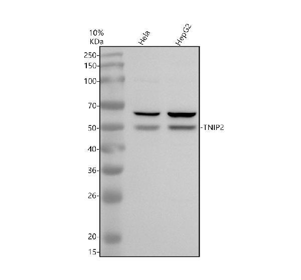 a05716 2 tnip2 primary antibodies wb testing 1