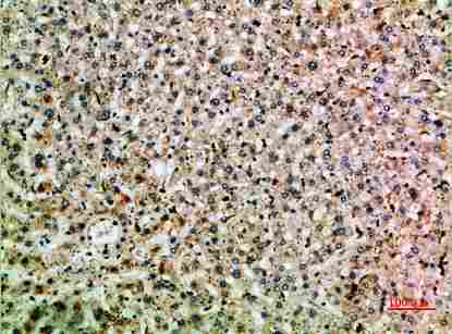 a05716 tnip2 primary antibodyes ihc testing 4