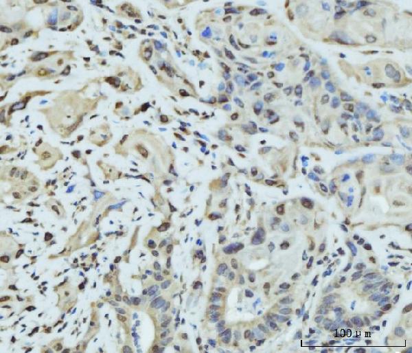  IHC analysis of SCP3/SYCP3 using anti-SCP3/SYCP3 antibody (A05718-3)