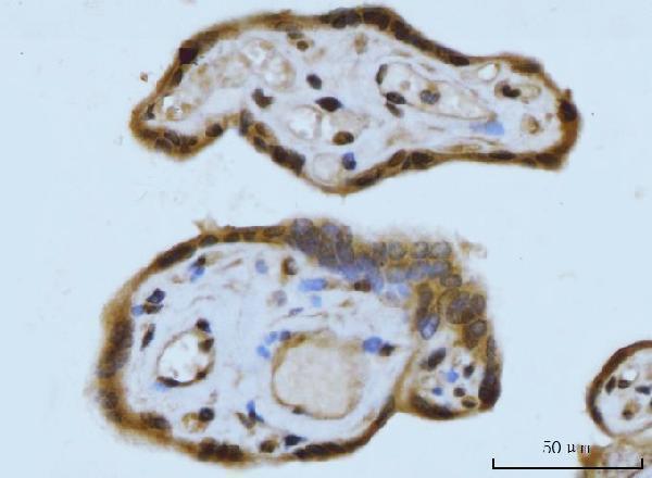 a05718 3 sycp3 primary antibodies ihc testing 4