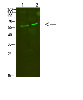 Western Blot analysis of 1, mouse-kidney 2, mouse-heart cells using primary antibody diluted at 1:500 (4°C overnight)