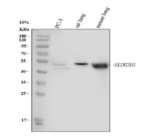 a05723 1 aldh3b2 primary antibodies wb testing 1