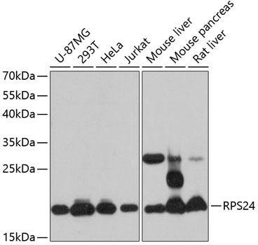 a05730 rps24 primary antiboties wb testing 1
