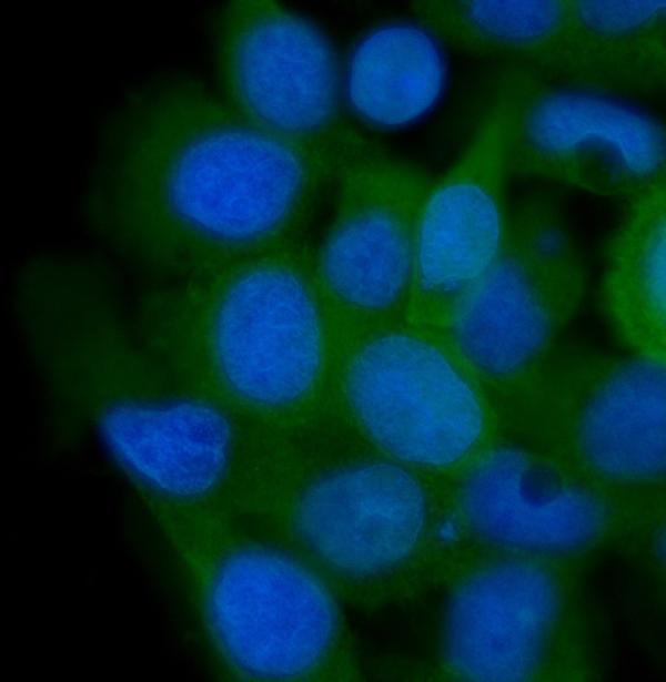 a05733 2 ahsa1 primary antibodies if testing 9