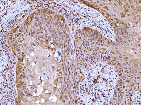 a05733 2 ahsa1 primary antibodies ihc testing 5