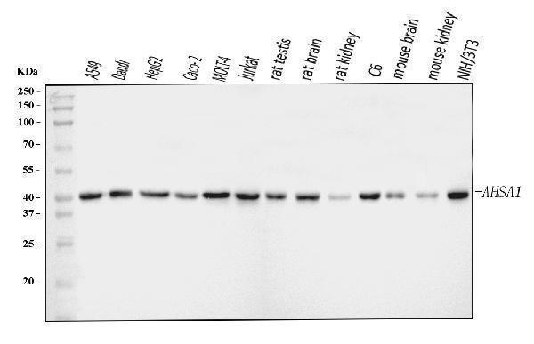  Western blot analysis of AHA1/AHSA1 using anti-AHA1/AHSA1 antibody (A05733-2)