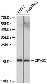 a05734 crygc primary antiboties wb testing 1