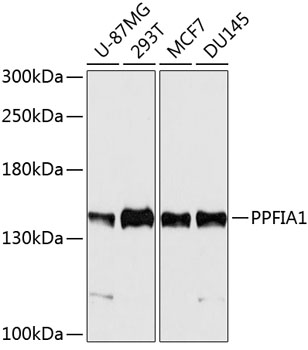 Western blot analysis of extracts of various cell lines, using PPFIA1 antibody