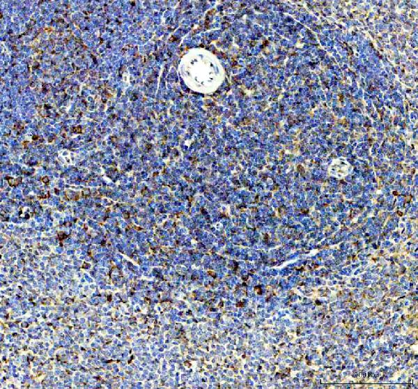 a05737 3 gbp2 primary antibodies ihc testing 1