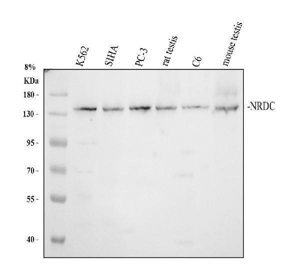 Western blot analysis of NRD1/NRDC using anti-NRD1/NRDC antibody (A05739-1)