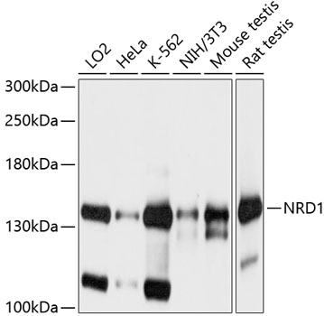 Western blot analysis of extracts of various cell lines, using NRD1 antibody  at 1:1000 dilution