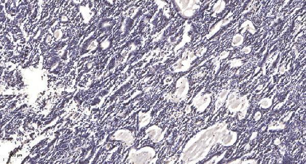 a05740 opn4 primary antibodies ihc testing 1