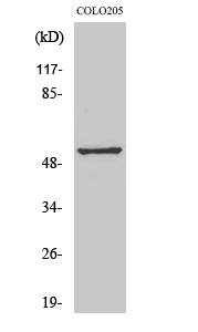 a05740 opn4 primary antibodies wb testing 2