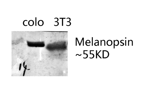 a05740 opn4 primary antibodies wb testing 3
