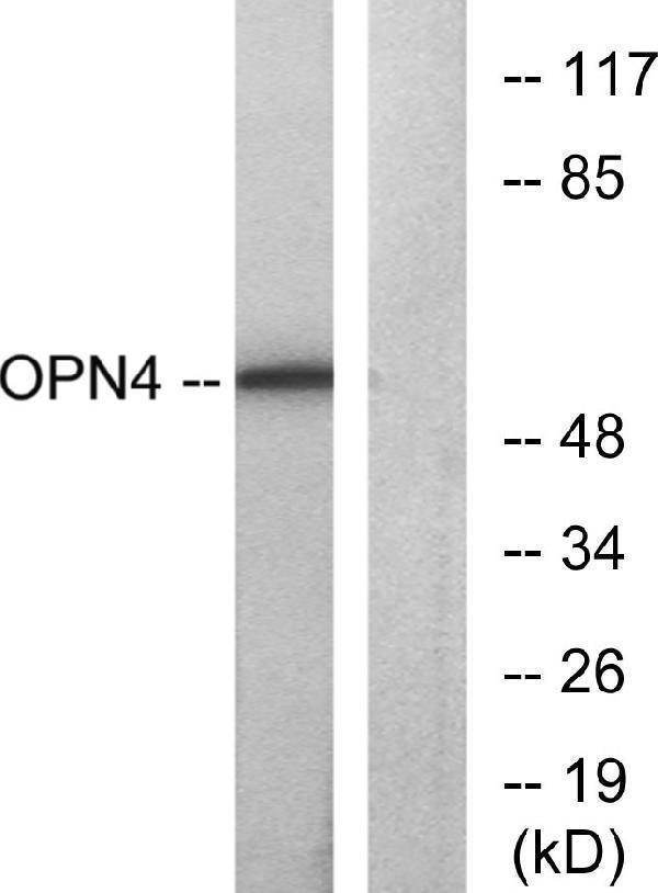 a05740 opn4 primary antibodies wb testing 4
