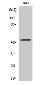 a05742 1 g3bp2 primary antibodies wb testing 1