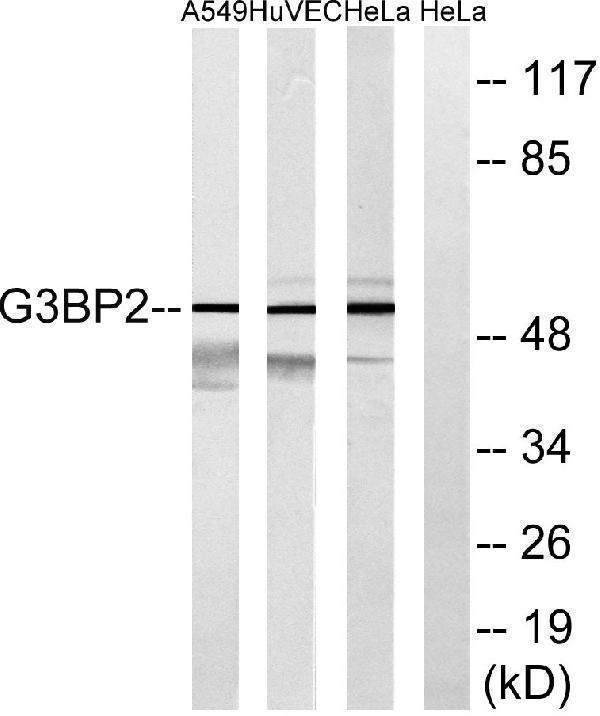 a05742 1 g3bp2 primary antibodies wb testing 2