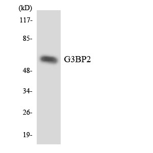 a05742 1 g3bp2 primary antibodies wb testing 3