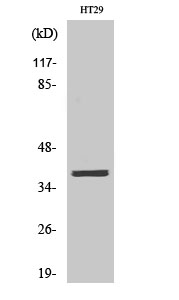 Western blotting validation for Anti-MEF-2B Antibody A05743
Western Blot (WB) analysis of specific cells using MEF-2B polyclonal antibody
