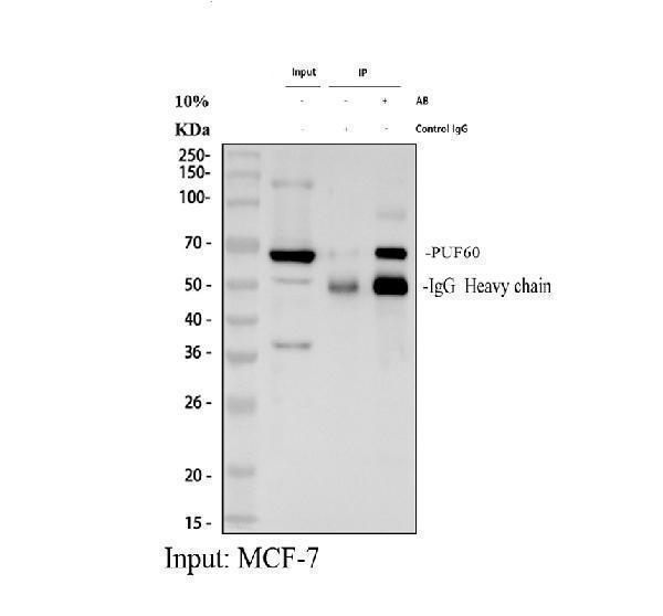 a05744 2 puf60 primary antibodies ip testing 1