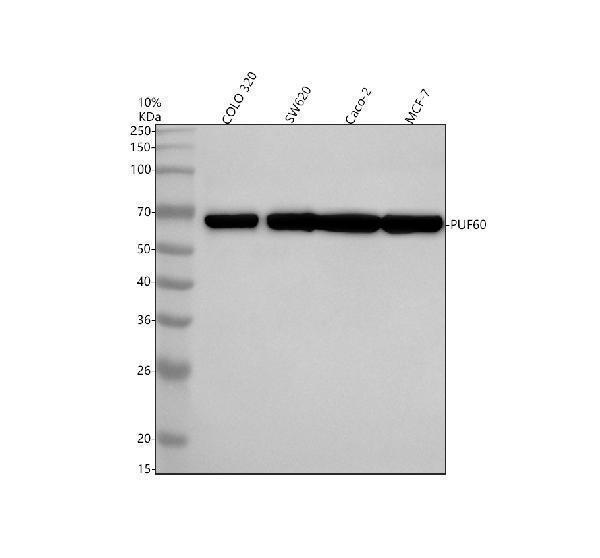  Western blot analysis of PUF60 using anti-PUF60 antibody (A05744-2)