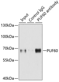 Immunoprecipitation analysis of 150ug extracts of A549 cells using 3ug PUF60 antibody 