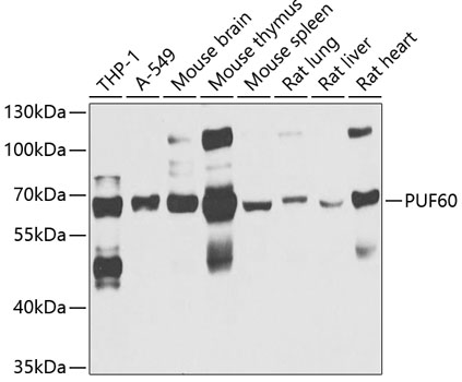 Western blot analysis of extracts of various cell lines, using PUF60 antibody  at 1:1000 dilution