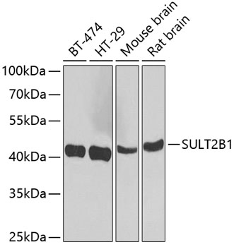 a05748 sult2b1 primary antiboties wb testing 1