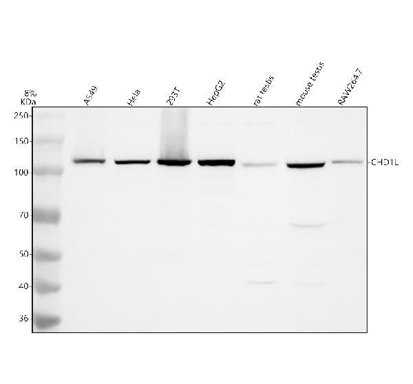 Western blot analysis of CHD1L using anti-CHD1L antibody (A05749-2)