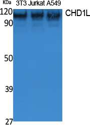 Western Blot analysis of extracts from NIH-3T3, Jurkat, A549 cells, using CHD1L Polyclonal Antibody