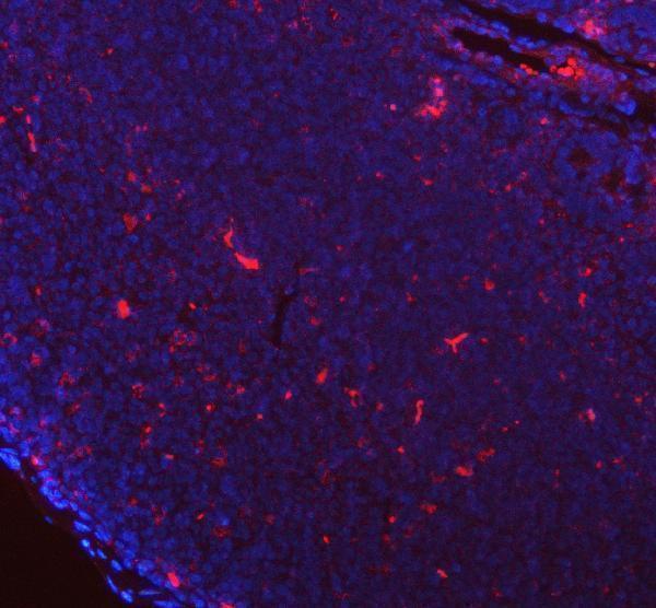 a05754 2 ifi30 primary antibodies if testing 5