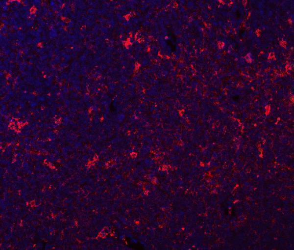 a05754 2 ifi30 primary antibodies if testing 6