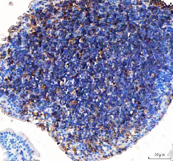 a05754 2 ifi30 primary antibodies ihc testing 2