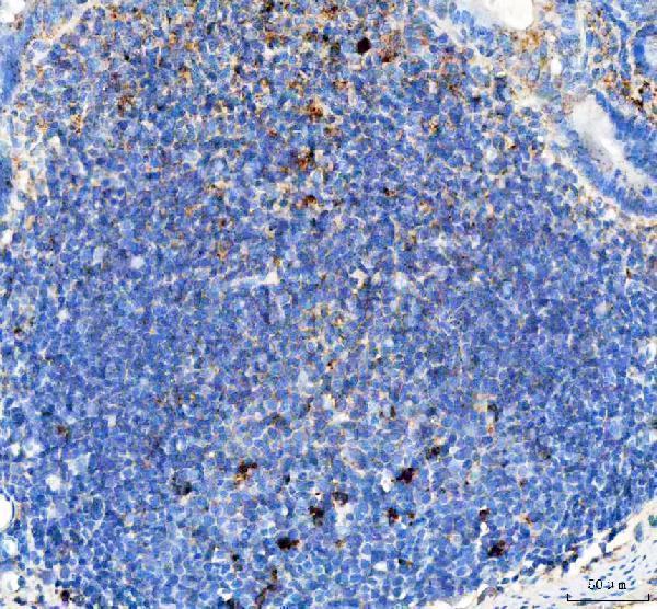 a05754 2 ifi30 primary antibodies ihc testing 4