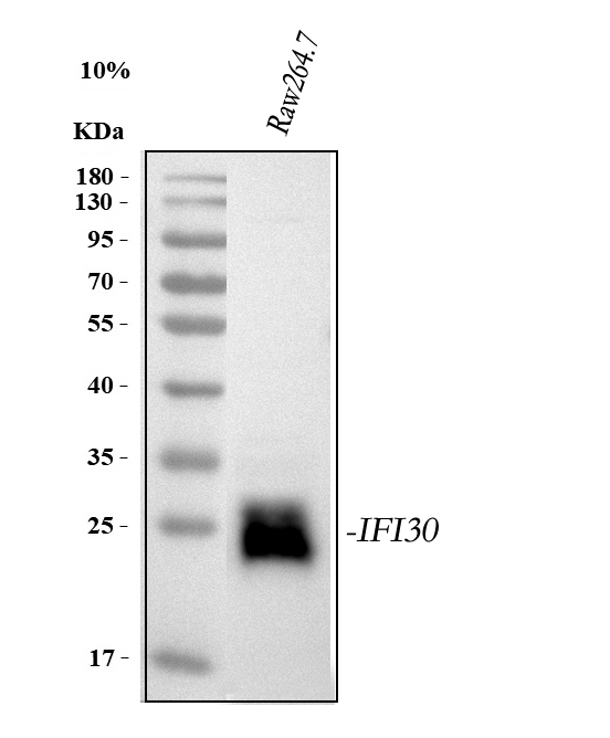 a05754 2 ifi30 primary antibodies wb testing 1