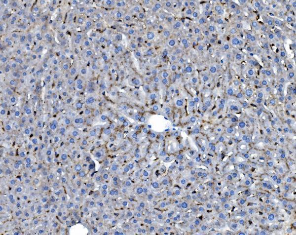 a05754 3 ifi30 primary antibodies ihc testing 2